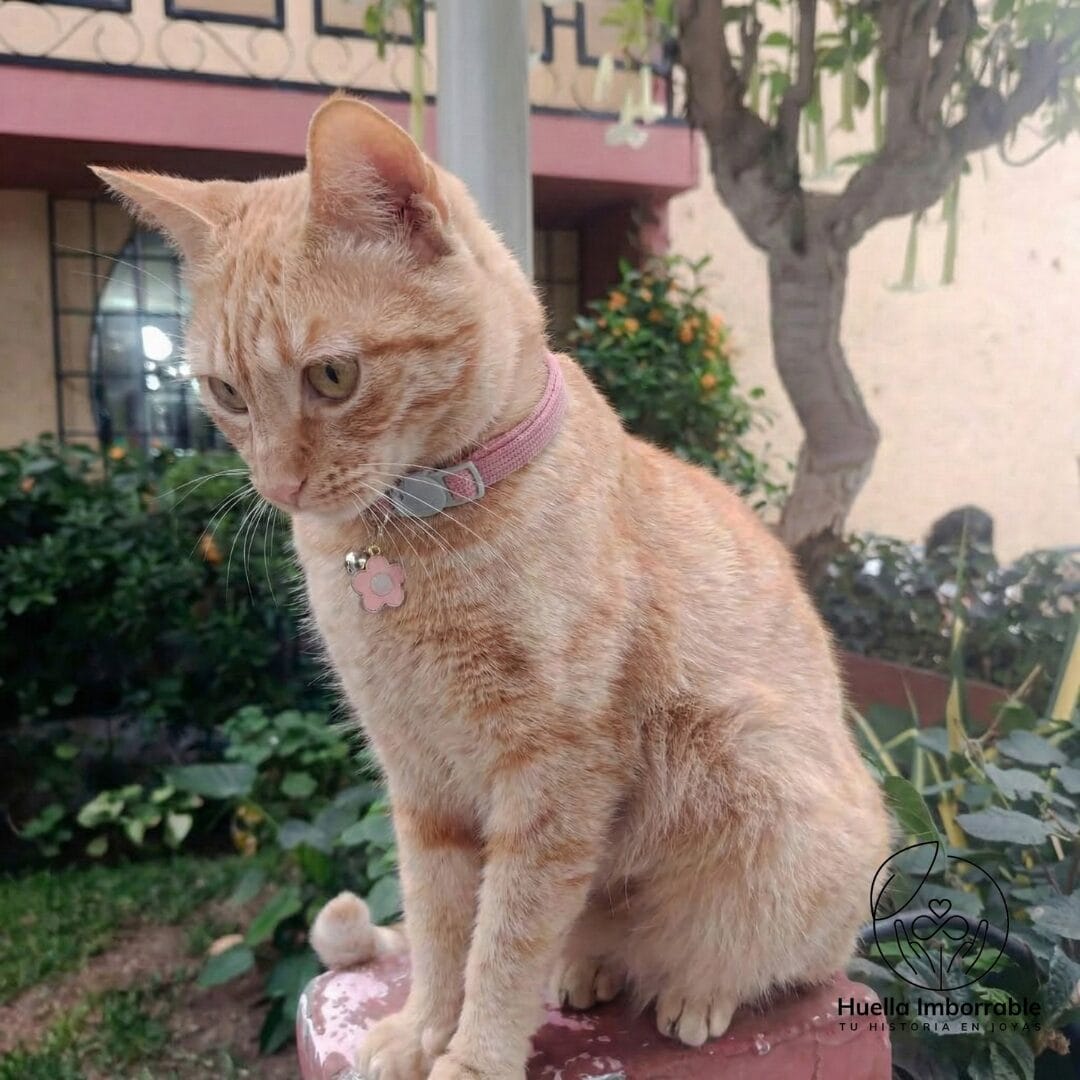 Collares para gatos con placa y nombre personalizada COllar para gatitos rosado